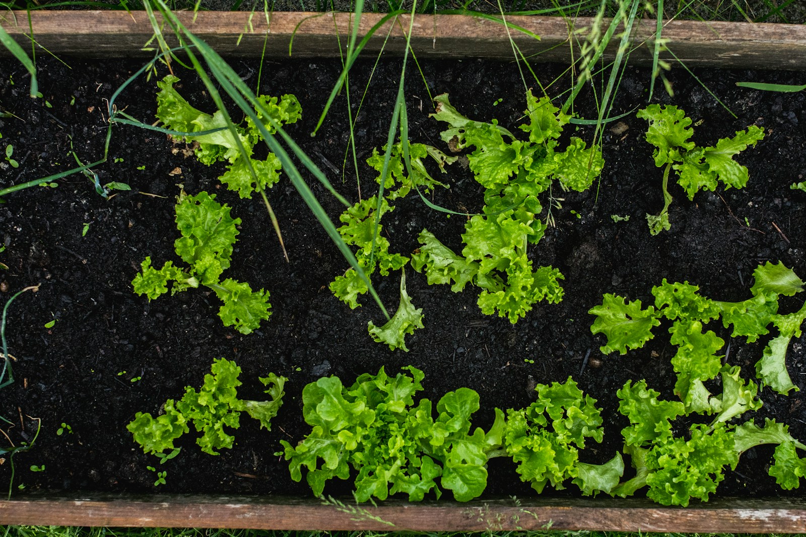 A wooden box filled with lots of green plants